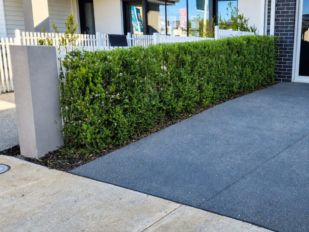 Garden hedge after selective pruning and shaping