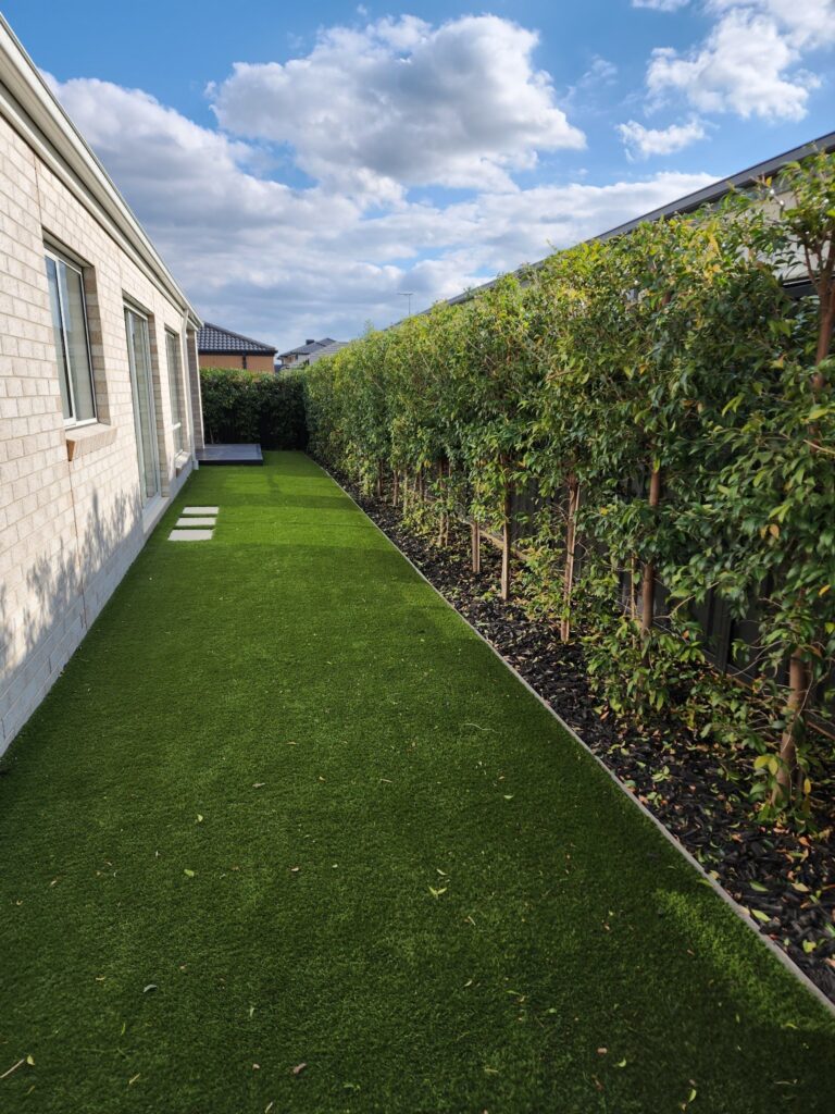 Maintained display-home garden with shaped screening plants and lawn